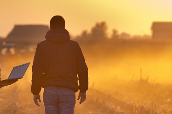 Champ maïs tombée nuit