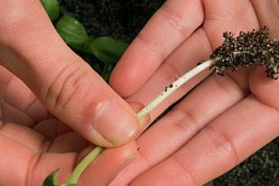 Labo qualité RSEM 02